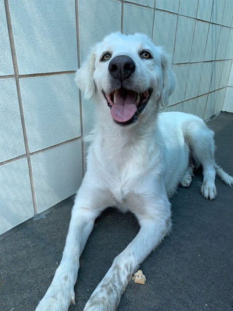 PEARL - Great Pyrenees available for adoption