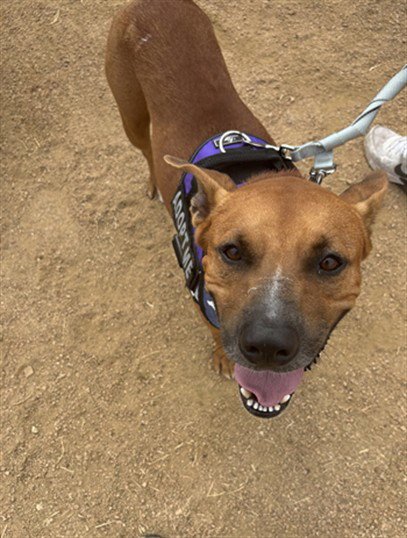 TANNER - Black Mouth Cur available for adoption