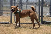 TANNER - Photo 1
