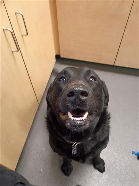 MOJO - Labrador Retriever available for adoption