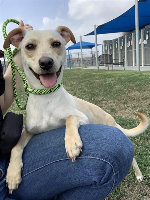 MURPHEY - Whippet / Carolina Dog available for adoption