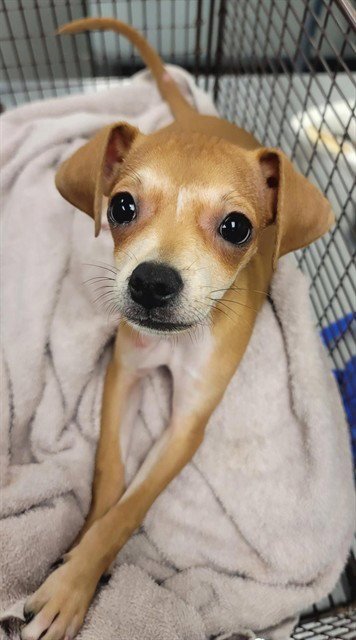 PETUNIA - Italian Greyhound available for adoption