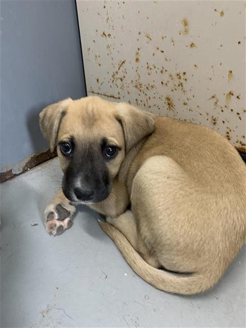 NESSIE - Black Mouth Cur available for adoption