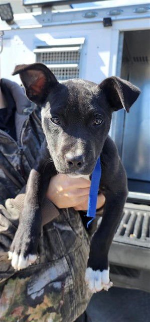 PEPSI - American Pit Bull Terrier available for adoption