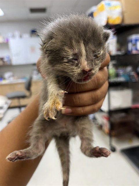 BEBE - Domestic Short Hair available for adoption