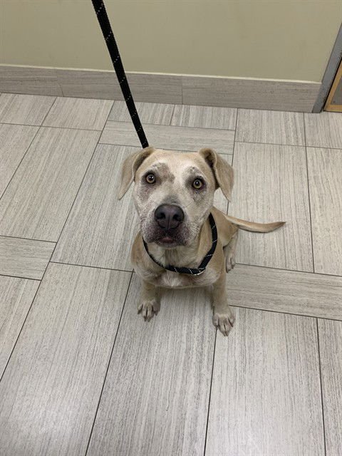 LORI - Labrador Retriever / American Pit Bull Terrier available for adoption