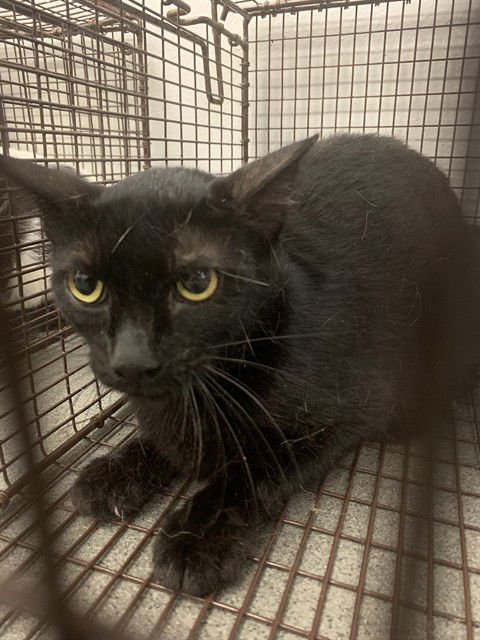 SAVAGE - Domestic Short Hair available for adoption