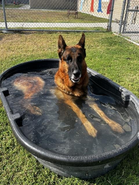 NICO VON ARISCH VERHAAL - German Shepherd Dog available for adoption