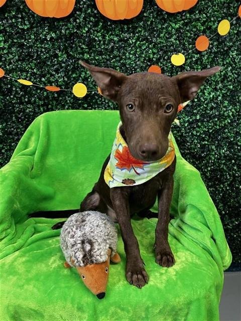 MARV - Labrador Retriever available for adoption