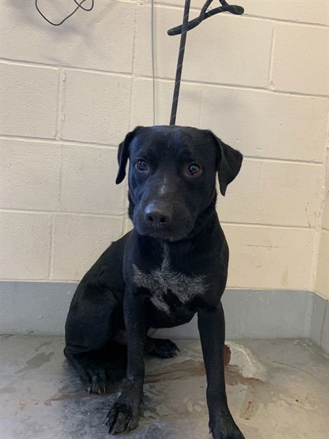 HOUDINI - Labrador Retriever available for adoption