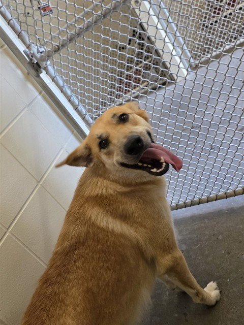 FREYA - German Shepherd Dog available for adoption