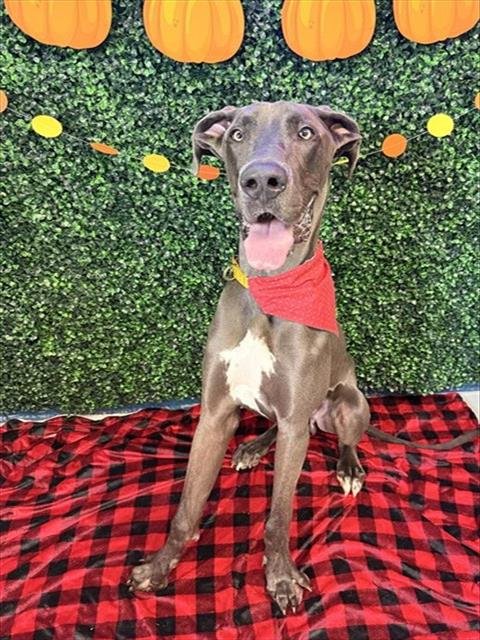 GARTH BROOKS - Great Dane available for adoption