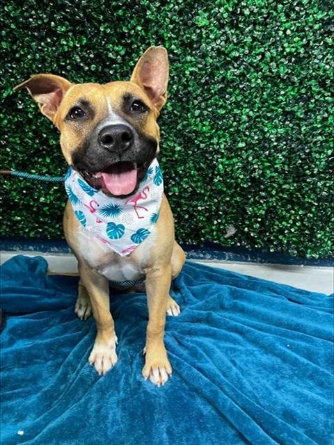 GLO - Black Mouth Cur available for adoption