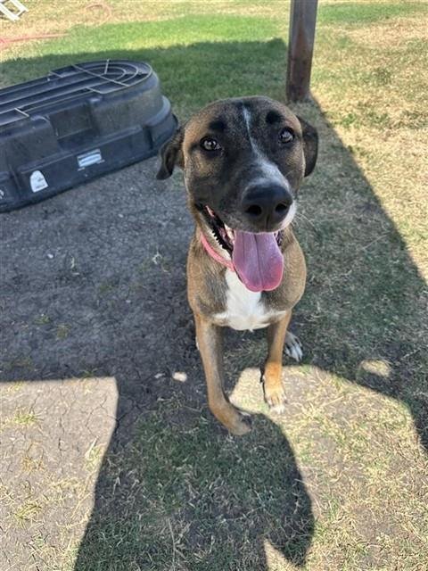 BELLE - German Shepherd Dog available for adoption