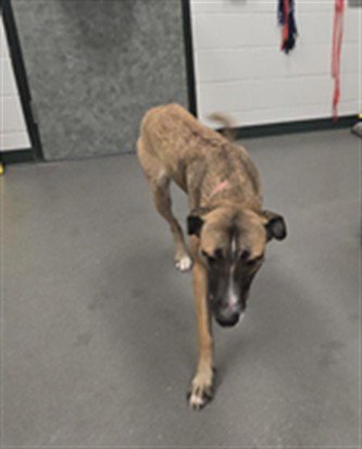BELLE - German Shepherd Dog available for adoption