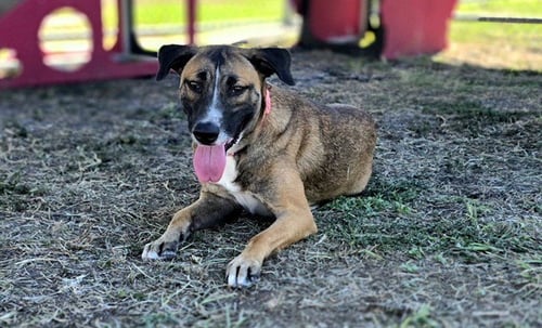 BELLE - German Shepherd Dog available for adoption
