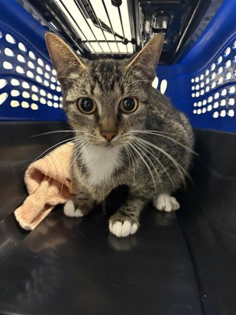 EMERY - Domestic Short Hair available for adoption