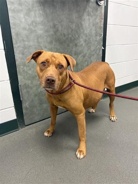 SIENNA - Rhodesian Ridgeback / American Pit Bull Terrier available for adoption