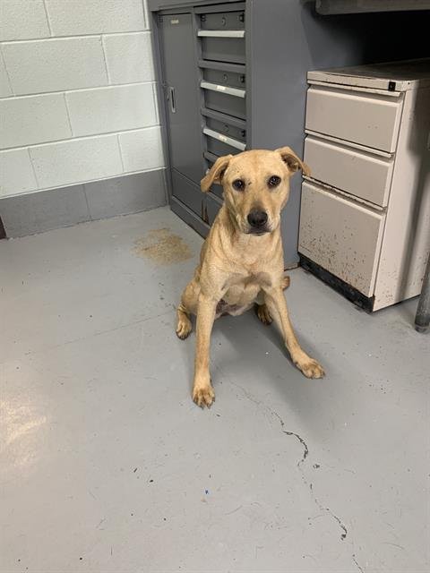 MILEY - Labrador Retriever available for adoption