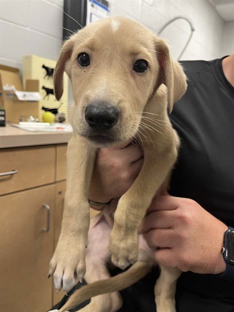 ARLO - Labrador Retriever available for adoption