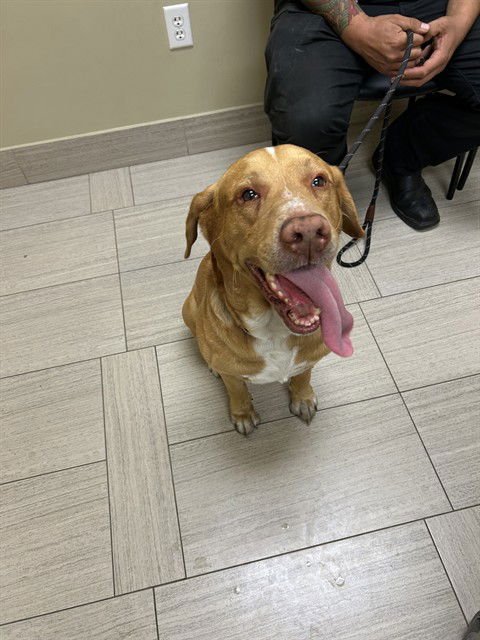 NIMBUS - Labrador Retriever for adoption in Corpus Christi