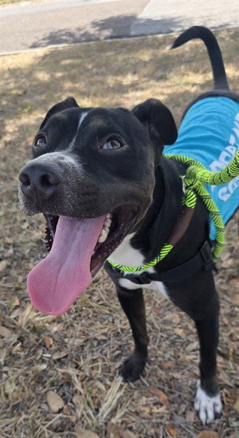POWERS - American Pit Bull Terrier available for adoption