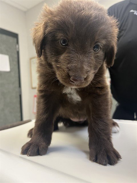 PIP - Labrador Retriever available for adoption