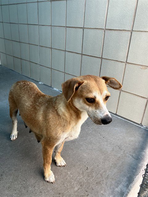 SHORTY - Labrador Retriever for adoption in Corpus Christi