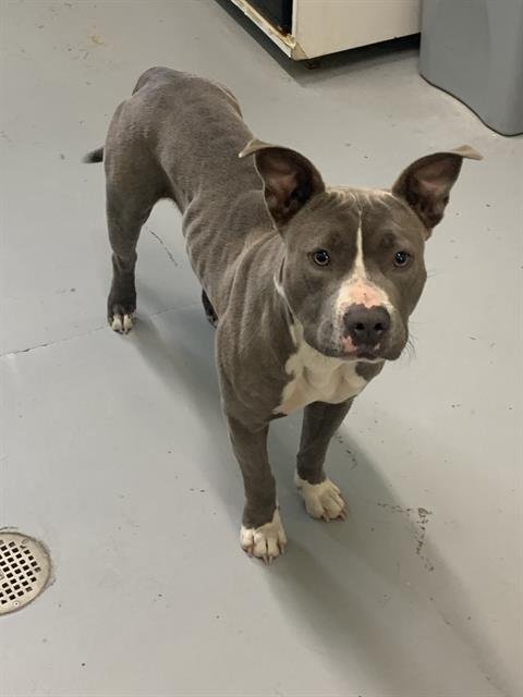 BEATRICE - American Pit Bull Terrier available for adoption