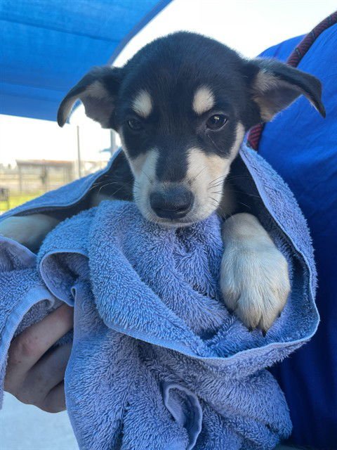 NAVEEN - Labrador Retriever available for adoption