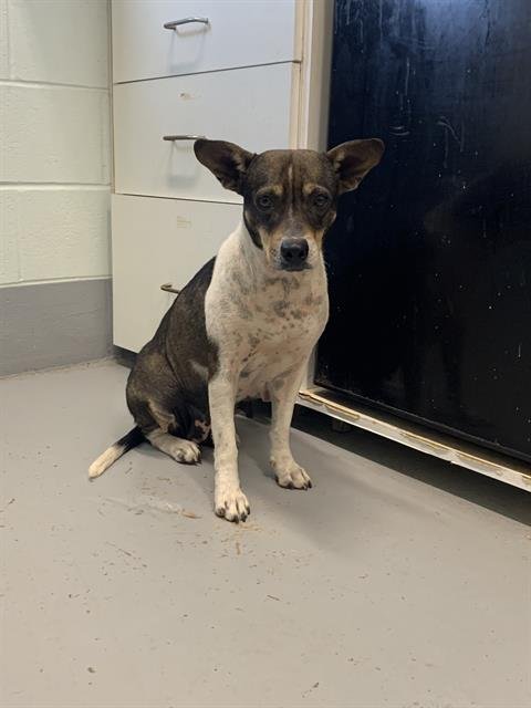 LUCY - Rat Terrier for adoption in Corpus Christi