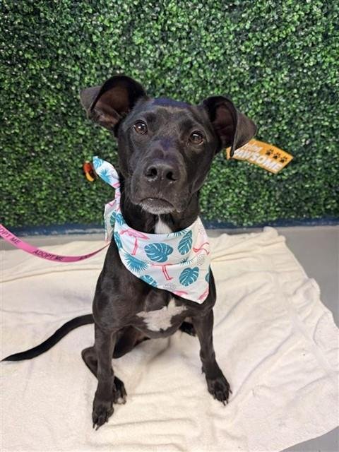 RACHEL - Labrador Retriever available for adoption