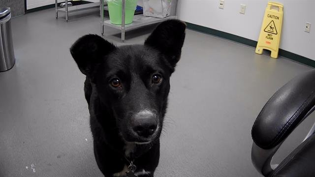 ONYX - German Shepherd Dog available for adoption