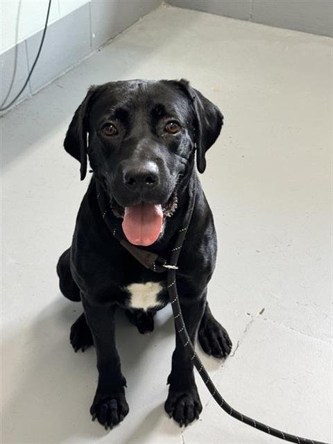 NEVILLE LONGBOTTOM - Labrador Retriever available for adoption