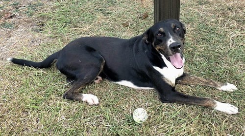 TEXAS - Bluetick Coonhound available for adoption