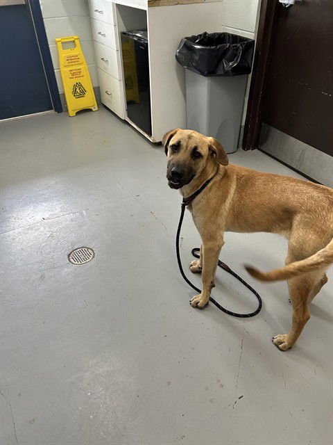 GREG - Black Mouth Cur available for adoption