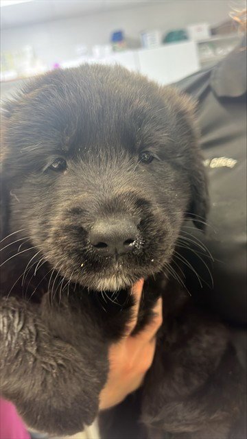 KODIAK Image