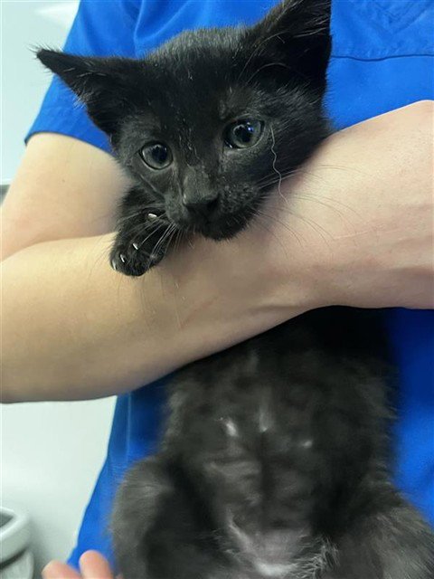 STEVE MI CORAZON - Domestic Short Hair available for adoption