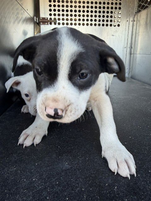 OSCAR - American Pit Bull Terrier available for adoption