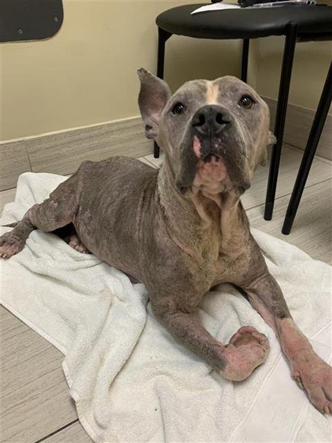 RHINO - American Pit Bull Terrier available for adoption