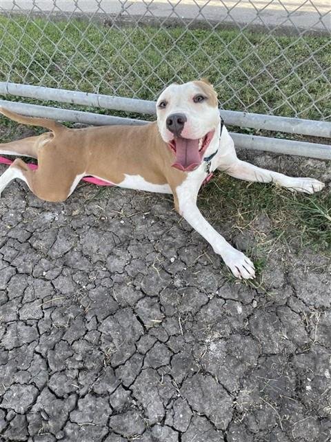 CRAZY GIRL *FIRECRACKER* - American Staffordshire Terrier available for adoption