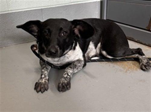 HALSEY - Australian Cattle Dog/Blue Heeler available for adoption