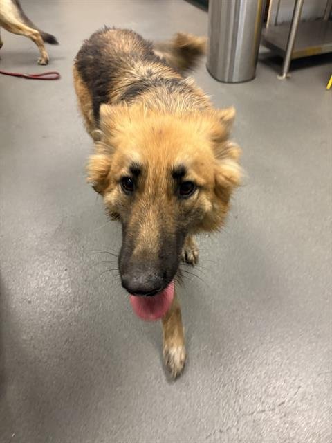 KANGA - German Shepherd Dog available for adoption
