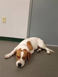 DAISY - Photo 1