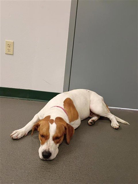 DAISY - English Pointer available for adoption