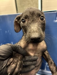 ONION - Photo 1