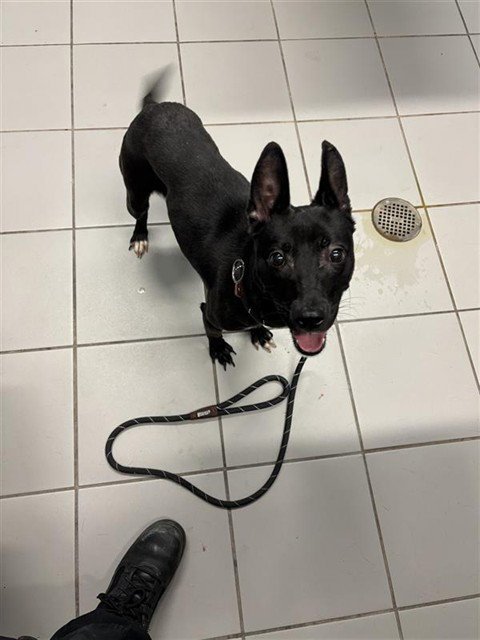 CHARLOTTE LA BOUFF - Miniature Bull Terrier available for adoption