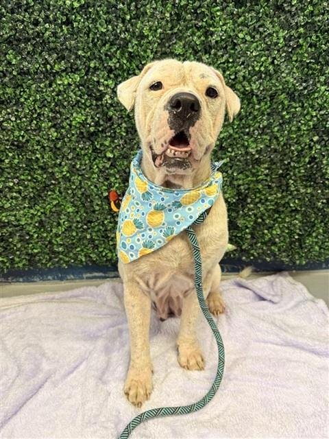 GORDA - American Pit Bull Terrier for adoption in Corpus Christi