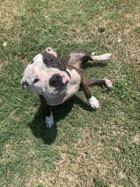 LAYLA - American Pit Bull Terrier available for adoption