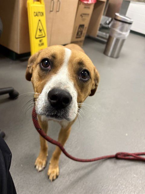 PRINCESS - Labrador Retriever available for adoption